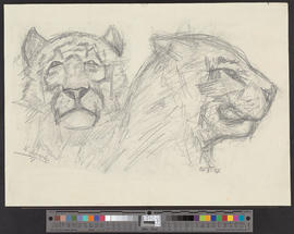 Flüchtige Skizzen eines Tigers im Zoologischen Garten