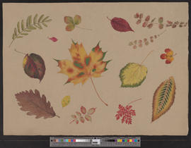 Herbstblätter aus dem «Erlenpark»