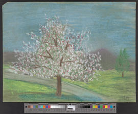 Obstbaum im Frühling/[Apfelbaum im Hintergrund ein Birnbaum]