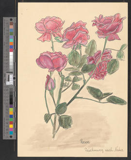 Rosen. Zeichnung nach Natur