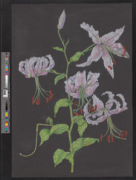 Lilium speziosum (Prachtlilie)