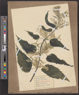 Aus meinem Herbarium: blühende Brennessel/[Grosse Nessel (urtica dioíca)]