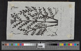 La pianta dell'ailanto/[Der Götterbaum (Ailanthus)]