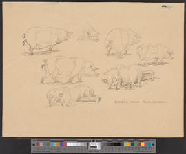 Schweine, n. Natur. Pinselzeichnung