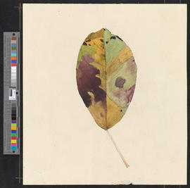 Birnenblatt in Herbstfärbung