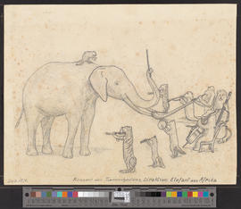 Konzert des Tierorchesters, Direktion: Elefant aus Afrika