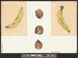 Banane, Kastanien