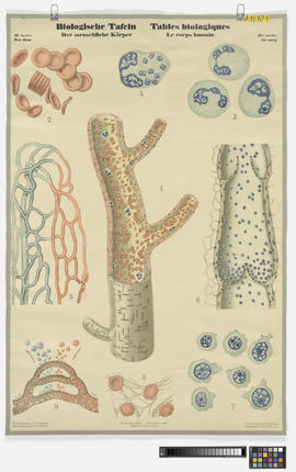 Biologische Tafeln, der menschliche Körper, II. Serie: Das Blut