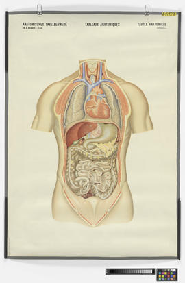 Anatomisches Tabellenwerk