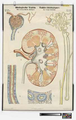 Biologische Tafeln der menschliche Körper, II. Serie: Die Nieren