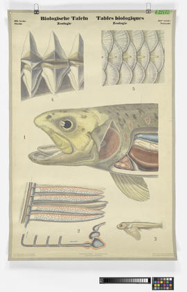 Biologische Tafeln, Zoologie. III. Serie: Fische