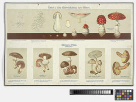 Tafel I. Die Entwicklung des Pilzes.
