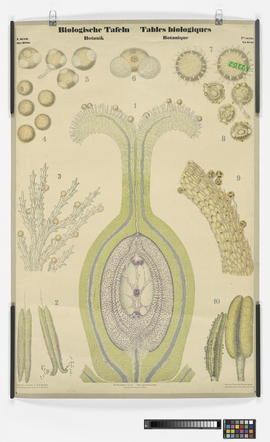 Biologische Tafeln, Botanik. I. Serie: Die Blüte