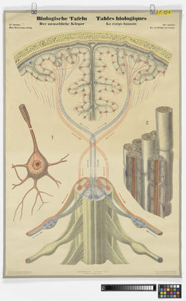 Biologische Tafeln der menschliche Körper, II. Serie: Das Nervensystem