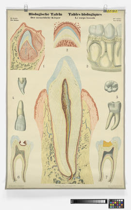 Biologische Tafeln der menschliche Körper, II. Serie: Die Zähne